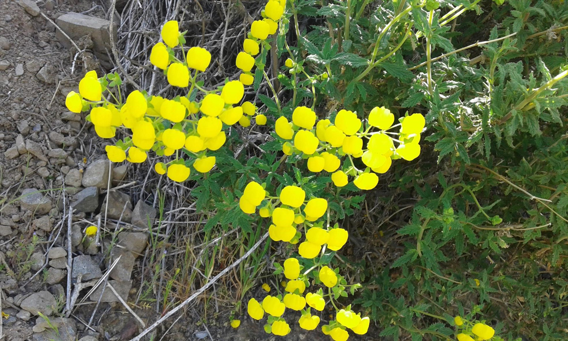 calceolaria